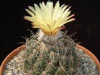 Coryphantha sulcata (scolymoides) RS567 Hipolito, Coahuila, Mexico +CSD59